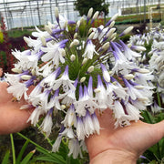 View Agapanthus africanus 'Fireworks' image 3