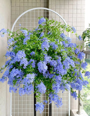 View Blue Plumbago Flower Seeds - Blue Gem in the Garden image 2