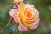 View Peaceful Roses - The Messenger of Peace image 3