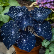 View 🌟Midnight blue Hosta-A Radiant Addition to Your Home! 🌟 image 1