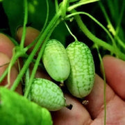 View Thumb Watermelon Seeds 🍉 image 2