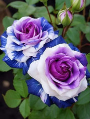 View Twin rose seeds (high quality version) image 6