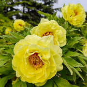 View White Peony Seeds – Symbol of luck and wealth image 2