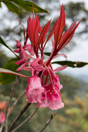 View Rare Tuberose Enkianthus Seeds image 6
