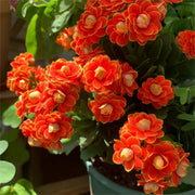 View Golden Fox Longevity Flower Seeds image 4