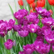 View NEW!!!100pcs/ Bag-Tulip Seeds Garden Flower Plant Flowers image 2