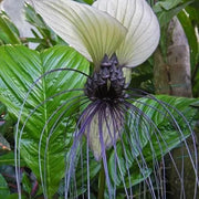 View Rare Exotic White Bat Flower image 5