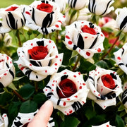 View Rare Red White Black rose - Fire & Snow Rose image 2