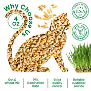 View Grow Fresh Cat Grass Seeds at Home image 6