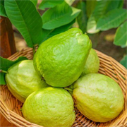 View Strawberry Guava Seeds image 3