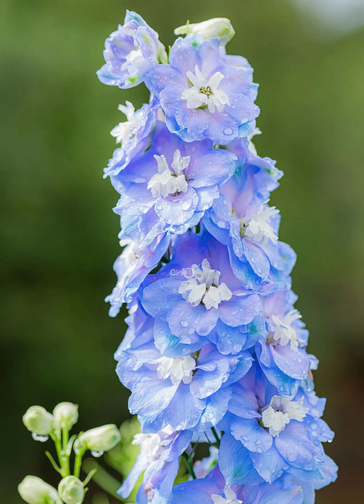 Delphinium Seeds-Mixed 7 Colors