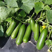 View 🥒Crawling Fruit Cucumbers Seeds image 5