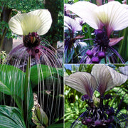 View Angel Trumpet Double Purple Flower Seeds Brugmansia Datura image 4