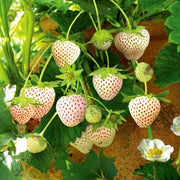 View 1 Bag Rare Milk Strawberry Seeds image 3