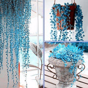 View BLUE PEARL CHLOROPHYTUM SEEDS image 3