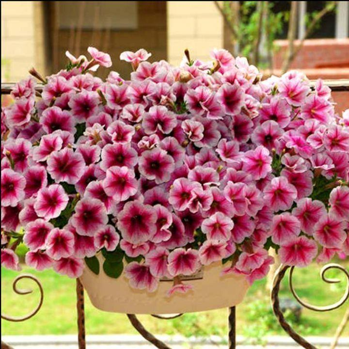 Multi-Colored  Petunia-Chilean Morning Glory Seeds