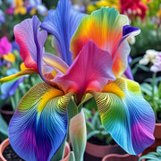 View 💐Colorful Iris (Iris Germanica)—Easy To Grow image 3