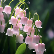 View 💐Lily of the Valley - Happiness Arrives image 6