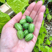 View Thumb Watermelon Seeds 🍉 image 6