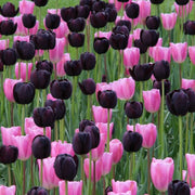 View Black Hero Tulip Seeds image 4