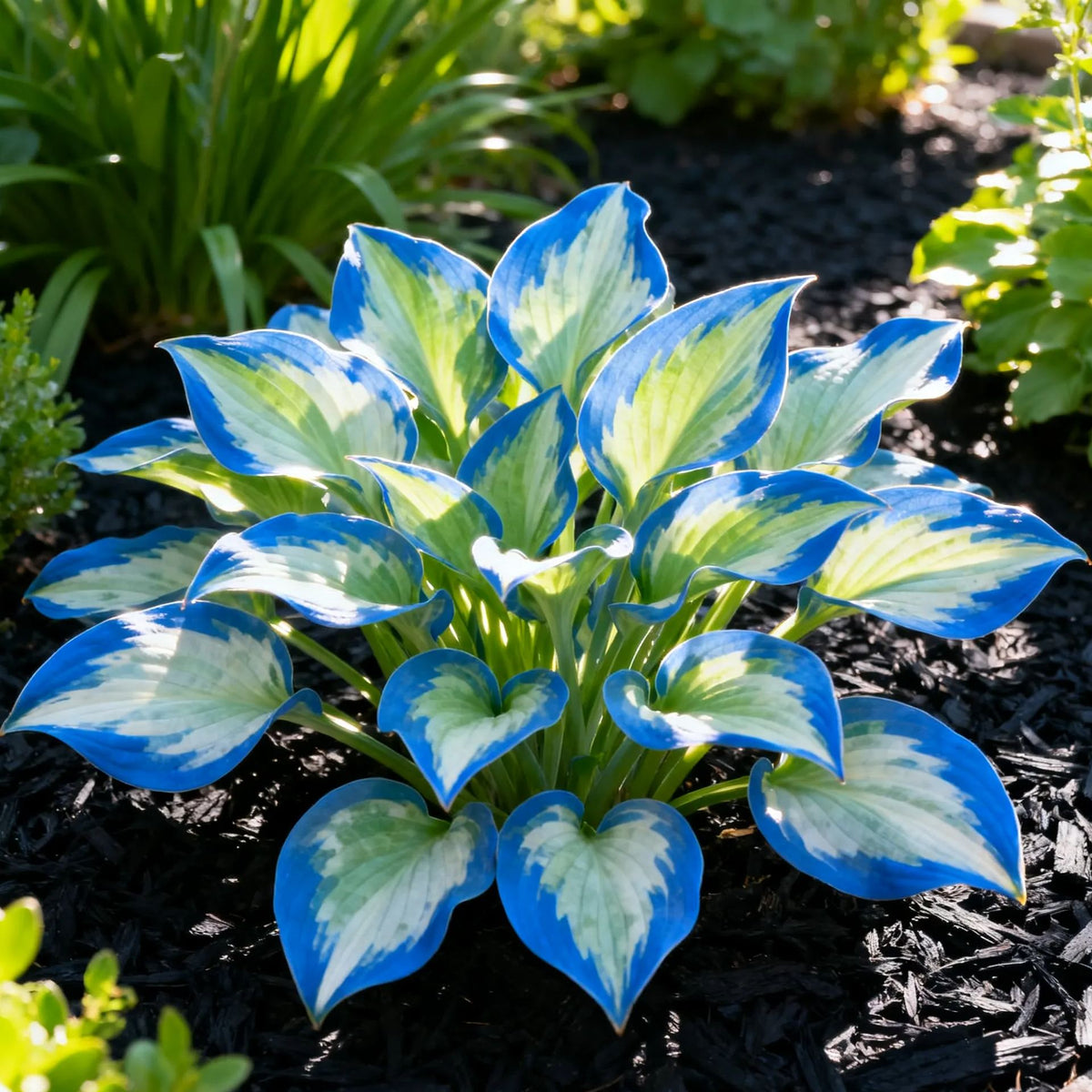 Muticolor Hosta Seeds-Perennial Shade Plant for Garden and Yard Plant🌈God's Artistic Canvas