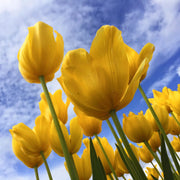 View Golden Parade Tulip Seeds image 6