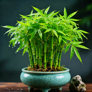 View 🌿 DreamBamboo — Multi-Color Lucky Bamboo Cypress image 2