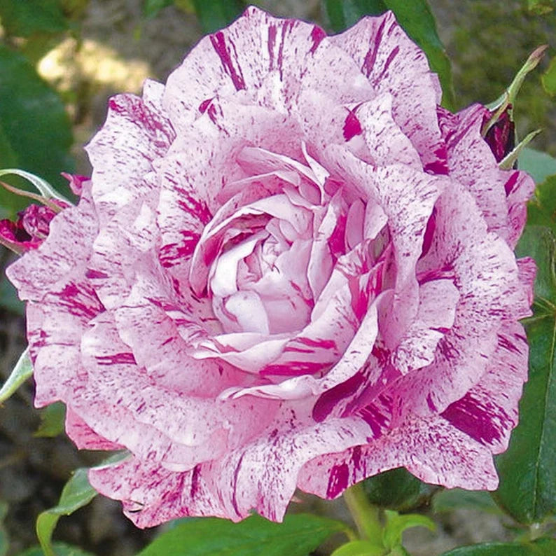 Twin rose seeds (high quality version)