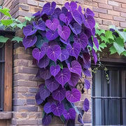 View 🌱Exotic Rare Leaf Seeds🏡Transform Your Garden into a Masterpiece image 5