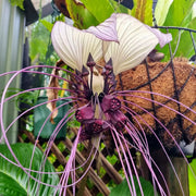 View Rare Exotic White Bat Flower image 6