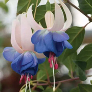 View 🧚🏼Fuchsia Flowers Seeds-Dancing Elf🪴Bonsai image 5