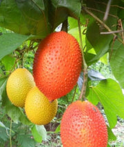 View Gac fruit seeds, Gac Melon Vine Momordica Cochinchinensis seeds image 4