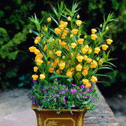 View Sandersonia Aurantiaca Seeds image 1