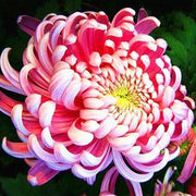 View Sweet Pink Helichrysum Strawflower Seeds image 4