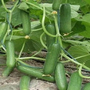 View Thorn-less Mini Cucumber Seeds image 6