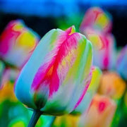 View Rainbow Tulip Seeds image 2
