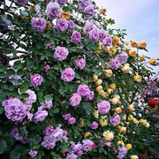 View 🌹[REPEATED FLOWERING]🌹CLIMBING ROSE SEEDS - HAPPINESS INCREASES image 6