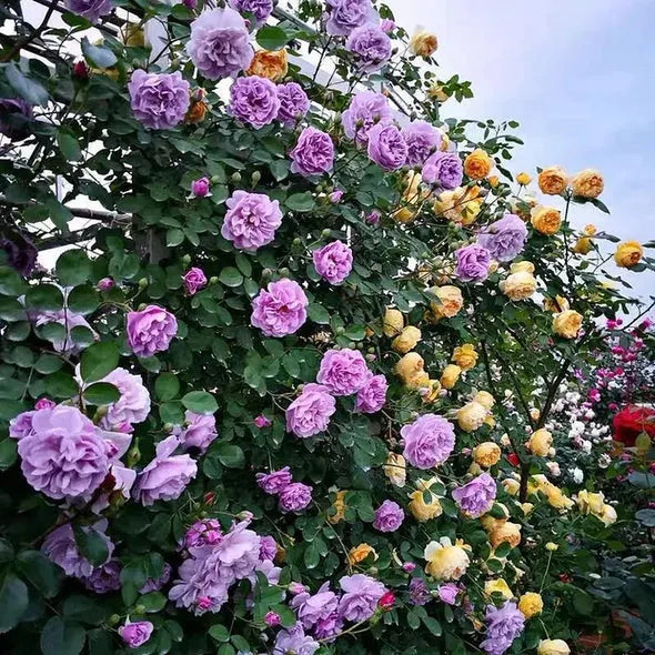 🌹[REPEATED FLOWERING]🌹CLIMBING ROSE SEEDS - HAPPINESS INCREASES