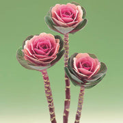 View Ornamental Kale Cut Flower Collection Seed image 6