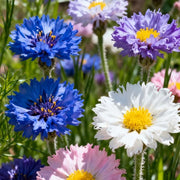 View 🌸Cornflower Garden Seeds image 3