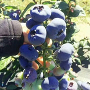 View King of Berries - Giant Blueberry Fruit Seeds - Four Seasons Plants image 4