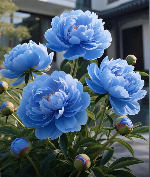 Yellow Peony Seeds – Symbol of luck and wealth
