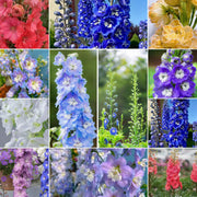 View Delphinium Seeds-Mixed 7 Colors image 1