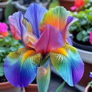 View 💐Colorful Iris (Iris Germanica)—Easy To Grow image 6