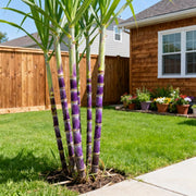 View 🌿🍬 Sugar Cane Seeds – Sweeten Your Garden & Life with Low-Maintenance, High-Sucrose Hybrid! 🌱 image 2