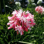 View 🔥🔥Agapanthus africanus 'pink' image 1