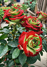 View Scottish Red and Green Rose Seeds image 4