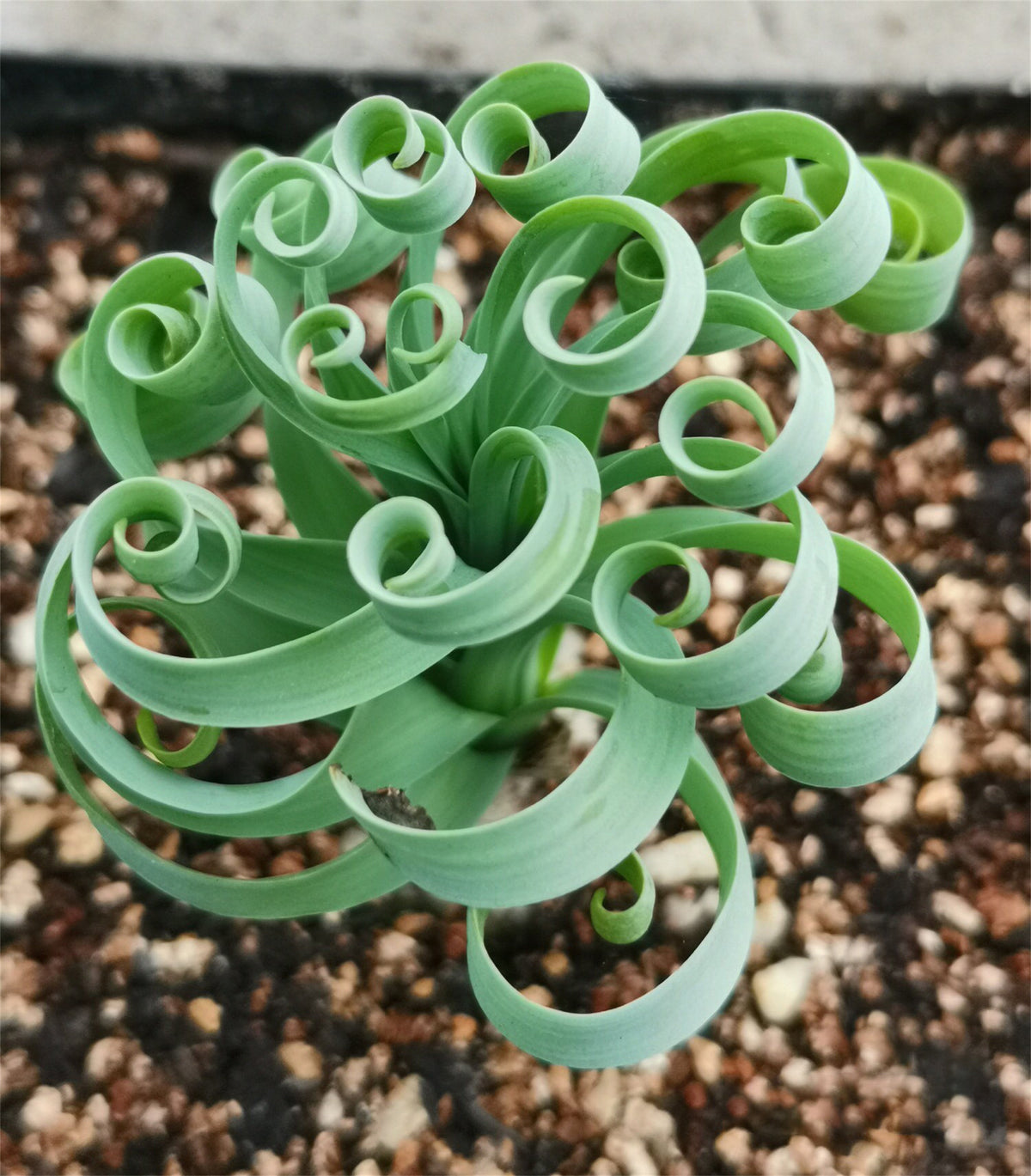 Rare Spring Grass Spiral Succulents
