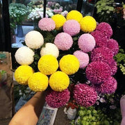 View 20 colorful ping pong chrysanthemum seeds image 1