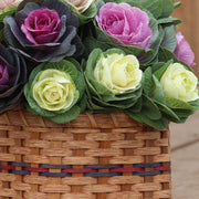 View Ornamental Kale Cut Flower Collection Seed image 5